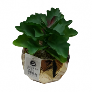 قوار ورد صبار ذهبي معينات حجم صغير3-1